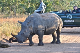Rhino alert!